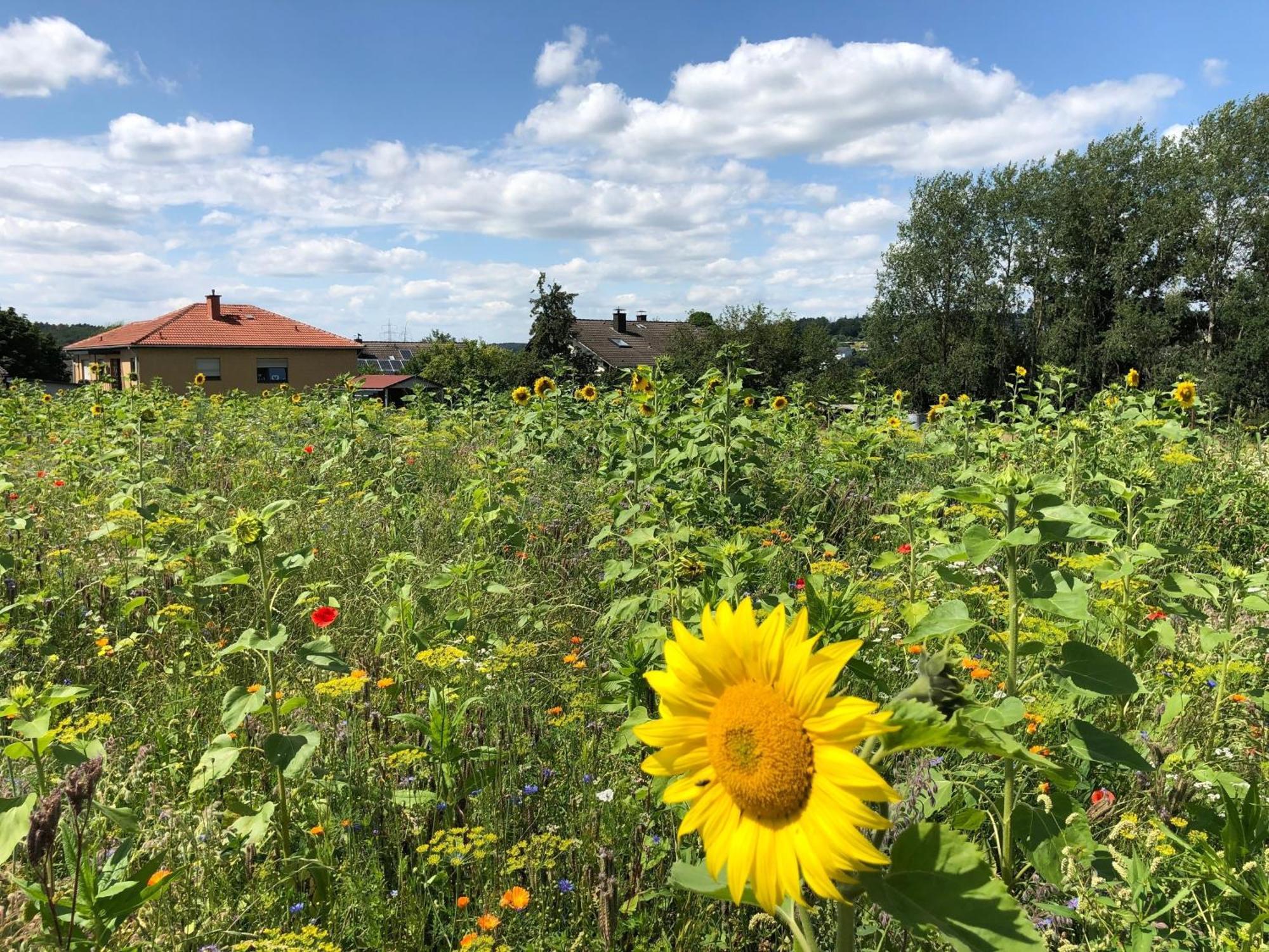 Ferienwohnung Carpe Diem Scheuerfeld Dış mekan fotoğraf